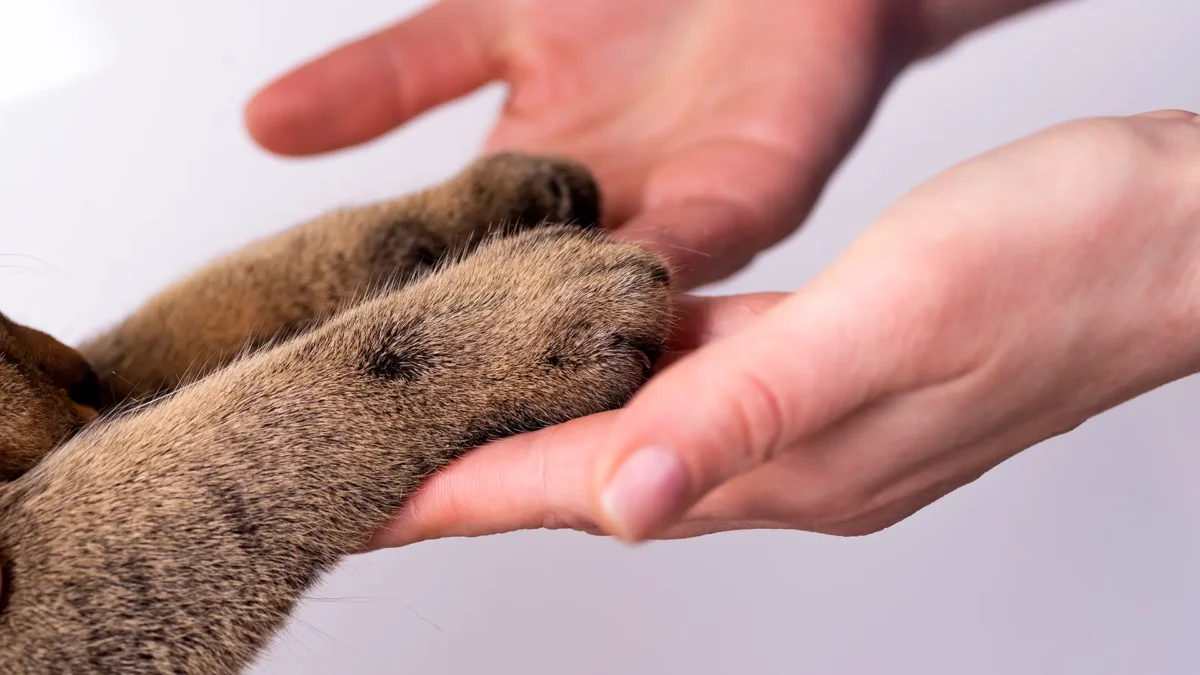 Gato em ambiente seguro protegido pelo Sistema LH-120 sem riscos a animais